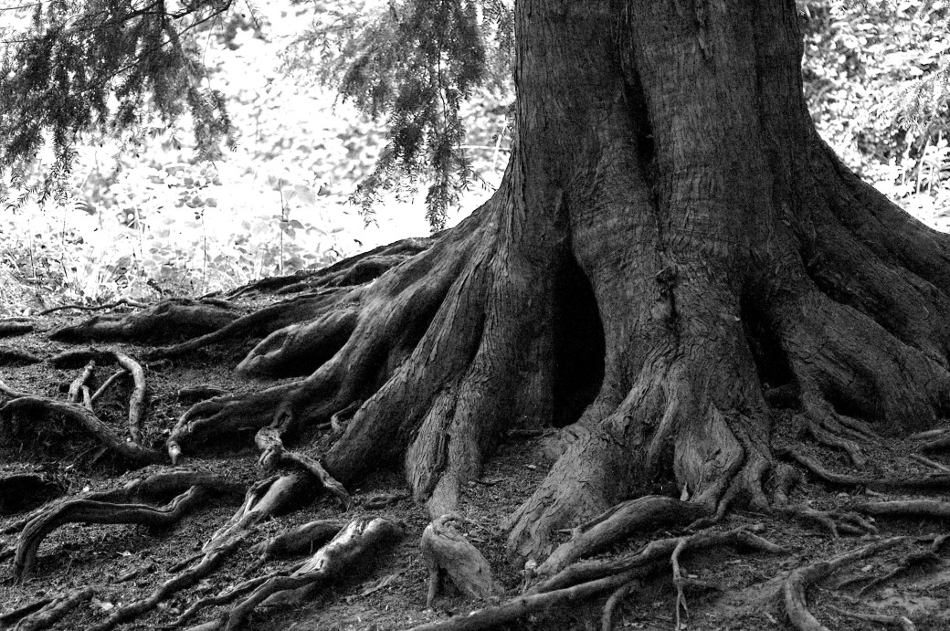 tree_roots.jpg